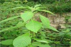 Vernonia anthelmintica